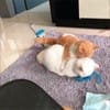 কুলসুম বেগম avatar